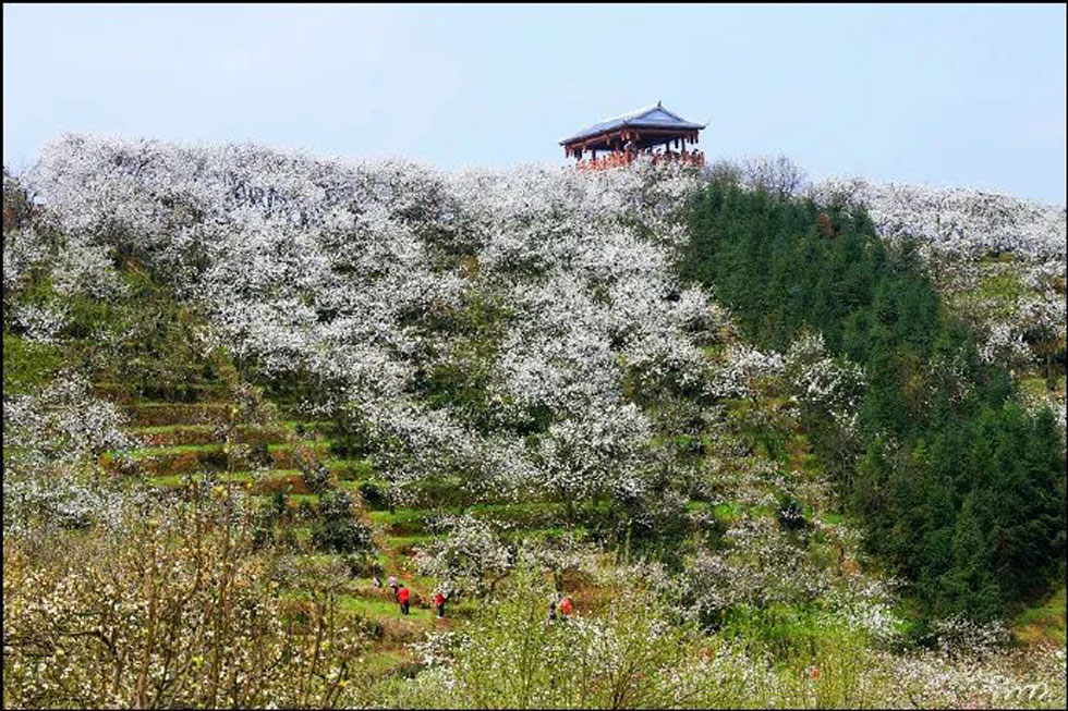 【春天,广西桂林灌阳县向您发出邀请!】我们在灌阳看梨花 - 游山玩水 - 西双版纳生活社区 - 西双版纳28生活网 bn.28life.com