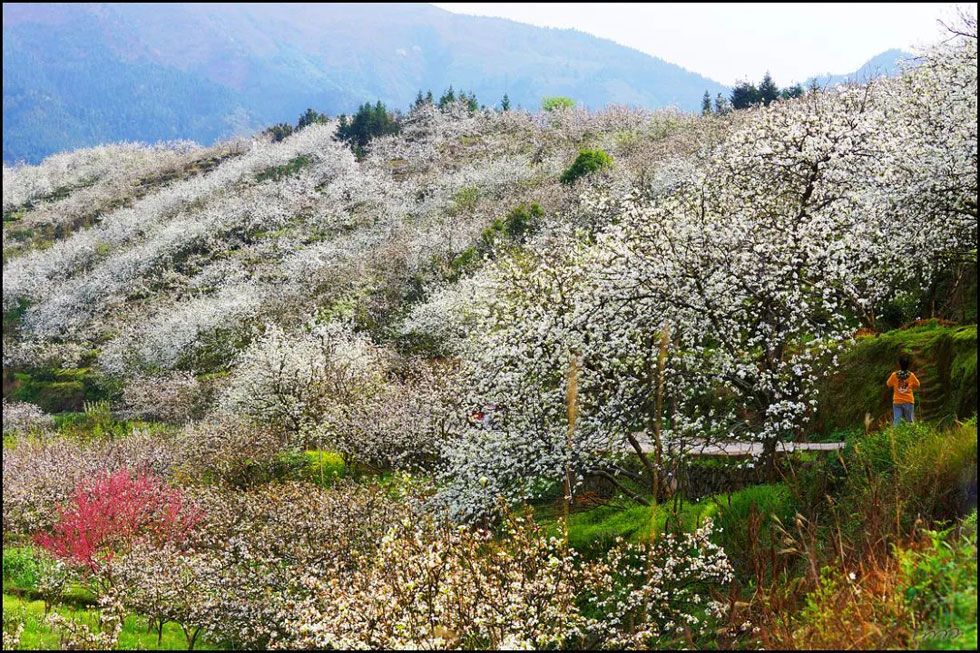 【春天,广西桂林灌阳县向您发出邀请!】我们在灌阳看梨花 - 游山玩水 - 西双版纳生活社区 - 西双版纳28生活网 bn.28life.com