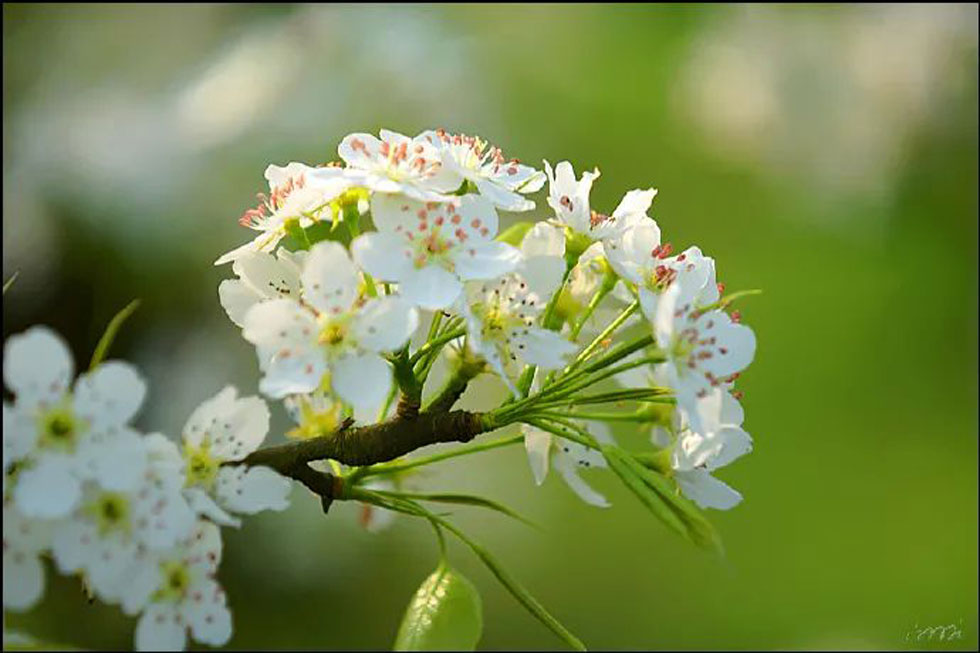 【春天,广西桂林灌阳县向您发出邀请!】我们在灌阳看梨花 - 游山玩水 - 西双版纳生活社区 - 西双版纳28生活网 bn.28life.com