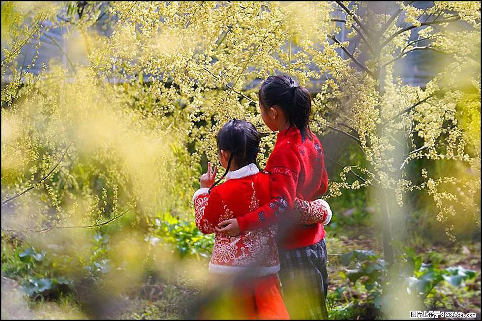 【春天,广西桂林灌阳县向您发出邀请!】米珠山前有片山苍子花在飘香 - 游山玩水 - 西双版纳生活社区 - 西双版纳28生活网 bn.28life.com