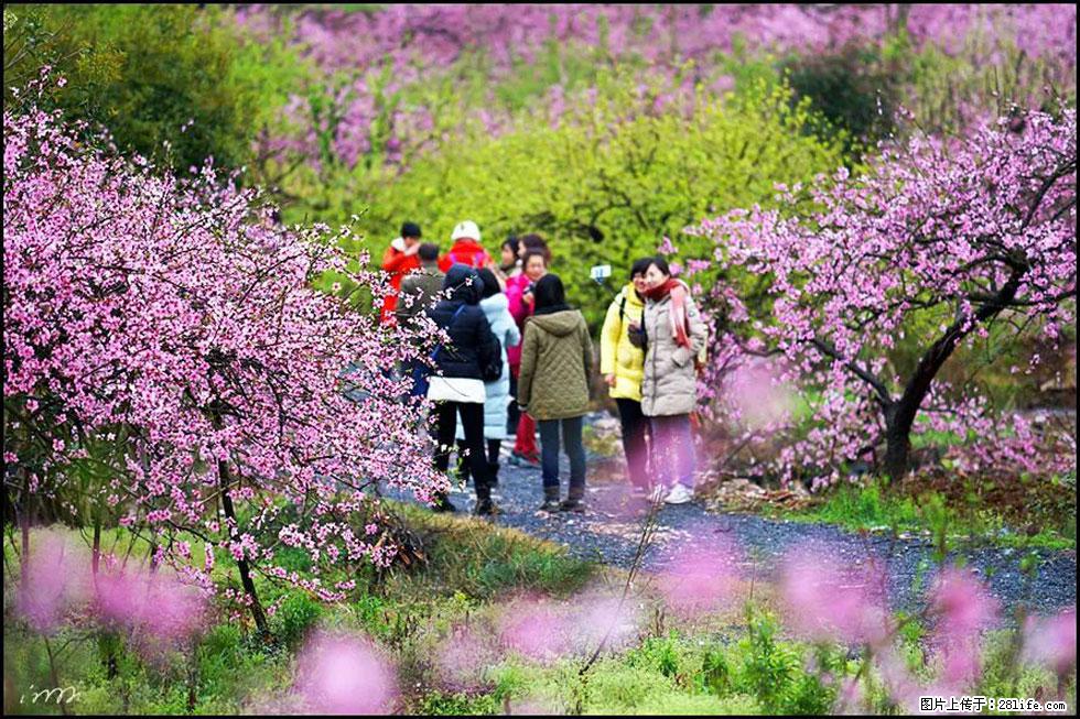 【春天,广西桂林灌阳县向您发出邀请!】官庄村有个醉美的桃花园 - 游山玩水 - 西双版纳生活社区 - 西双版纳28生活网 bn.28life.com