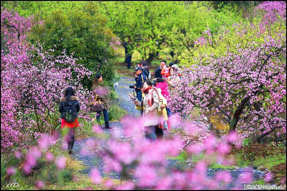 【春天,广西桂林灌阳县向您发出邀请!】官庄村有个醉美的桃花园 - 游山玩水 - 西双版纳生活社区 - 西双版纳28生活网 bn.28life.com