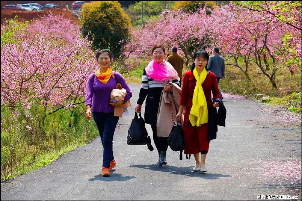 【春天,广西桂林灌阳县向您发出邀请!】官庄村有个醉美的桃花园 - 游山玩水 - 西双版纳生活社区 - 西双版纳28生活网 bn.28life.com