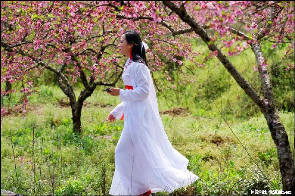 【春天,广西桂林灌阳县向您发出邀请!】官庄村有个醉美的桃花园 - 游山玩水 - 西双版纳生活社区 - 西双版纳28生活网 bn.28life.com