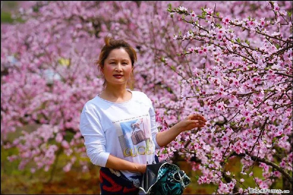 【春天,广西桂林灌阳县向您发出邀请!】官庄村有个醉美的桃花园 - 游山玩水 - 西双版纳生活社区 - 西双版纳28生活网 bn.28life.com