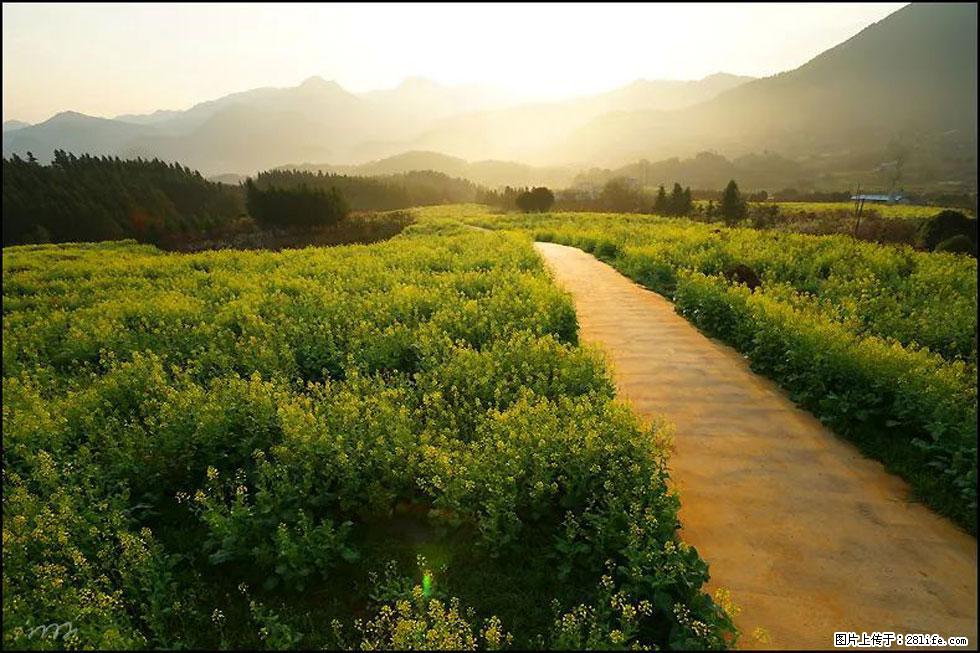 【春天，广西桂林灌阳县向您发出邀请！】长坪村油菜盛情花开 - 游山玩水 - 西双版纳生活社区 - 西双版纳28生活网 bn.28life.com