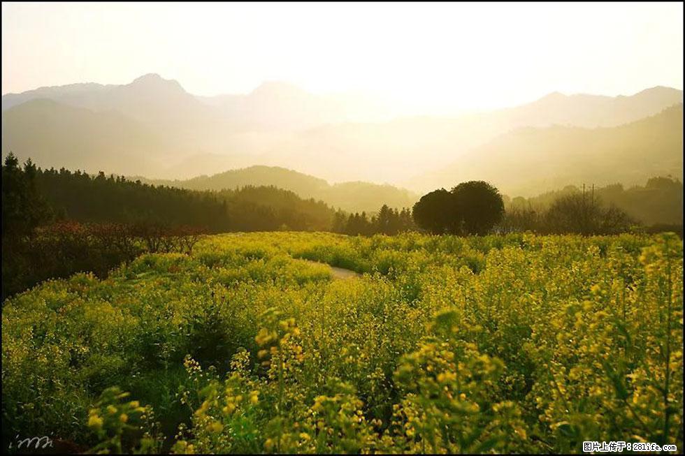 【春天，广西桂林灌阳县向您发出邀请！】长坪村油菜盛情花开 - 游山玩水 - 西双版纳生活社区 - 西双版纳28生活网 bn.28life.com