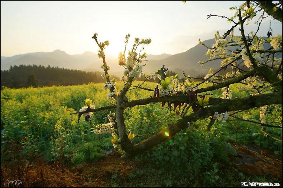 【春天，广西桂林灌阳县向您发出邀请！】长坪村油菜盛情花开 - 游山玩水 - 西双版纳生活社区 - 西双版纳28生活网 bn.28life.com