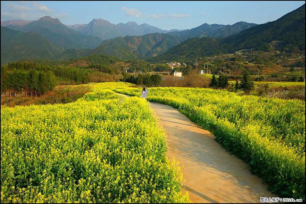 【春天，广西桂林灌阳县向您发出邀请！】长坪村油菜盛情花开 - 游山玩水 - 西双版纳生活社区 - 西双版纳28生活网 bn.28life.com