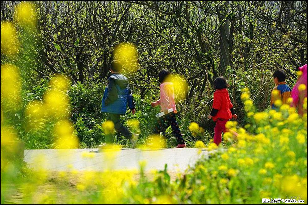 【春天，广西桂林灌阳县向您发出邀请！】长坪村油菜盛情花开 - 游山玩水 - 西双版纳生活社区 - 西双版纳28生活网 bn.28life.com
