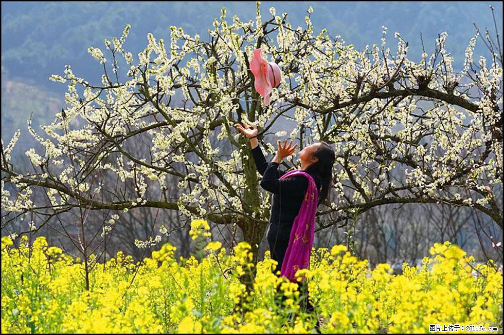 【春天，广西桂林灌阳县向您发出邀请！】长坪村油菜盛情花开 - 游山玩水 - 西双版纳生活社区 - 西双版纳28生活网 bn.28life.com