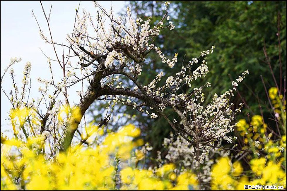 【春天，广西桂林灌阳县向您发出邀请！】长坪村油菜盛情花开 - 游山玩水 - 西双版纳生活社区 - 西双版纳28生活网 bn.28life.com