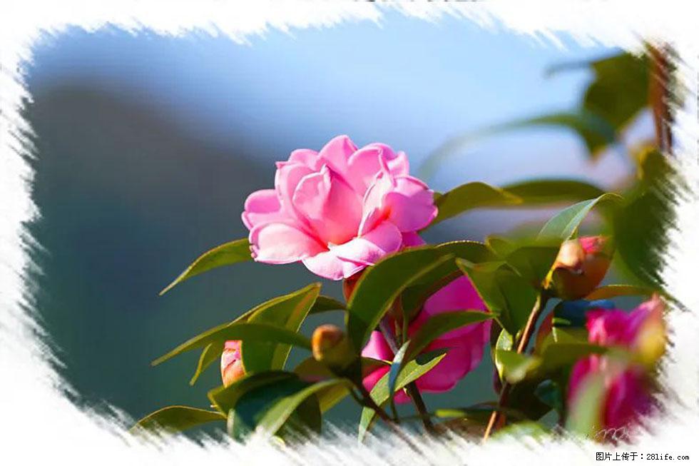 【春天，广西桂林灌阳县向您发出邀请！】杨柳井茶花惹人爱 - 游山玩水 - 西双版纳生活社区 - 西双版纳28生活网 bn.28life.com