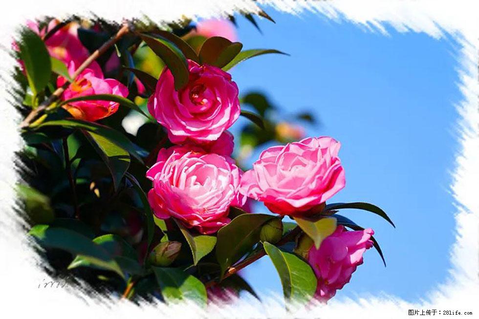 【春天，广西桂林灌阳县向您发出邀请！】杨柳井茶花惹人爱 - 游山玩水 - 西双版纳生活社区 - 西双版纳28生活网 bn.28life.com