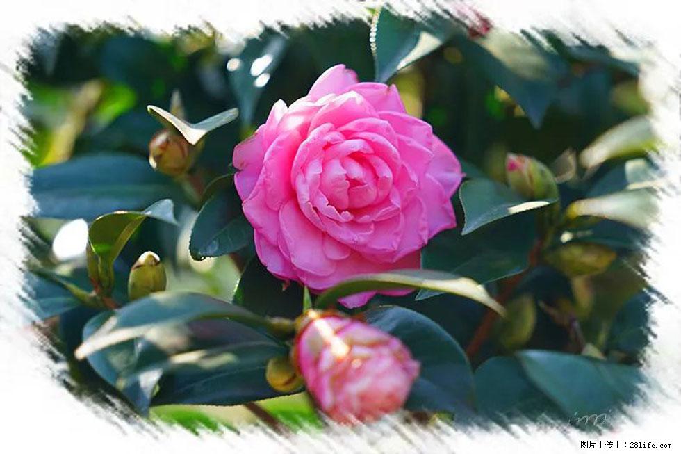 【春天，广西桂林灌阳县向您发出邀请！】杨柳井茶花惹人爱 - 游山玩水 - 西双版纳生活社区 - 西双版纳28生活网 bn.28life.com