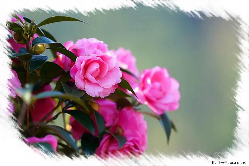 【春天，广西桂林灌阳县向您发出邀请！】杨柳井茶花惹人爱 - 游山玩水 - 西双版纳生活社区 - 西双版纳28生活网 bn.28life.com