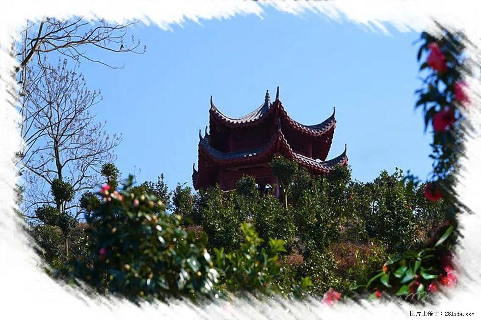 【春天，广西桂林灌阳县向您发出邀请！】杨柳井茶花惹人爱 - 游山玩水 - 西双版纳生活社区 - 西双版纳28生活网 bn.28life.com