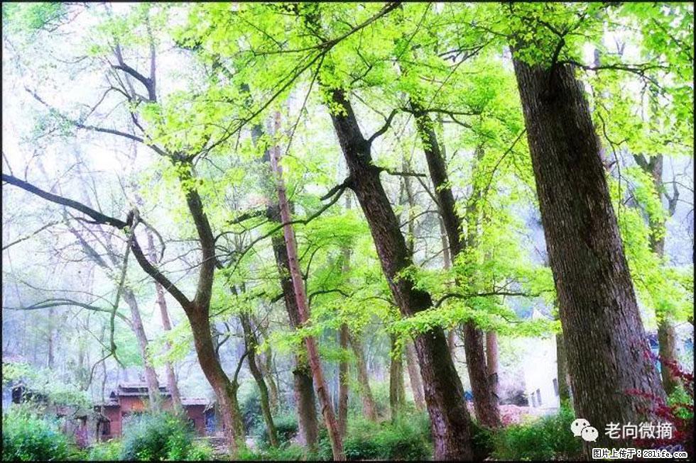 【春天，广西桂林灌阳县向您发出邀请！】在小龙村与春天约会 - 游山玩水 - 西双版纳生活社区 - 西双版纳28生活网 bn.28life.com