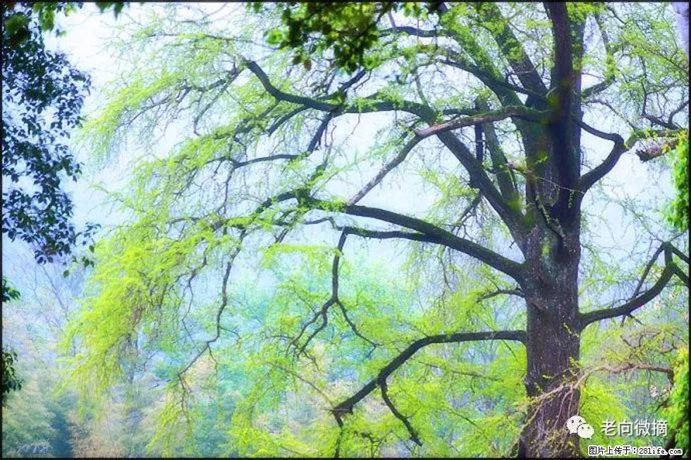 【春天，广西桂林灌阳县向您发出邀请！】在小龙村与春天约会 - 游山玩水 - 西双版纳生活社区 - 西双版纳28生活网 bn.28life.com