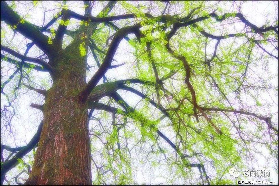 【春天，广西桂林灌阳县向您发出邀请！】在小龙村与春天约会 - 游山玩水 - 西双版纳生活社区 - 西双版纳28生活网 bn.28life.com