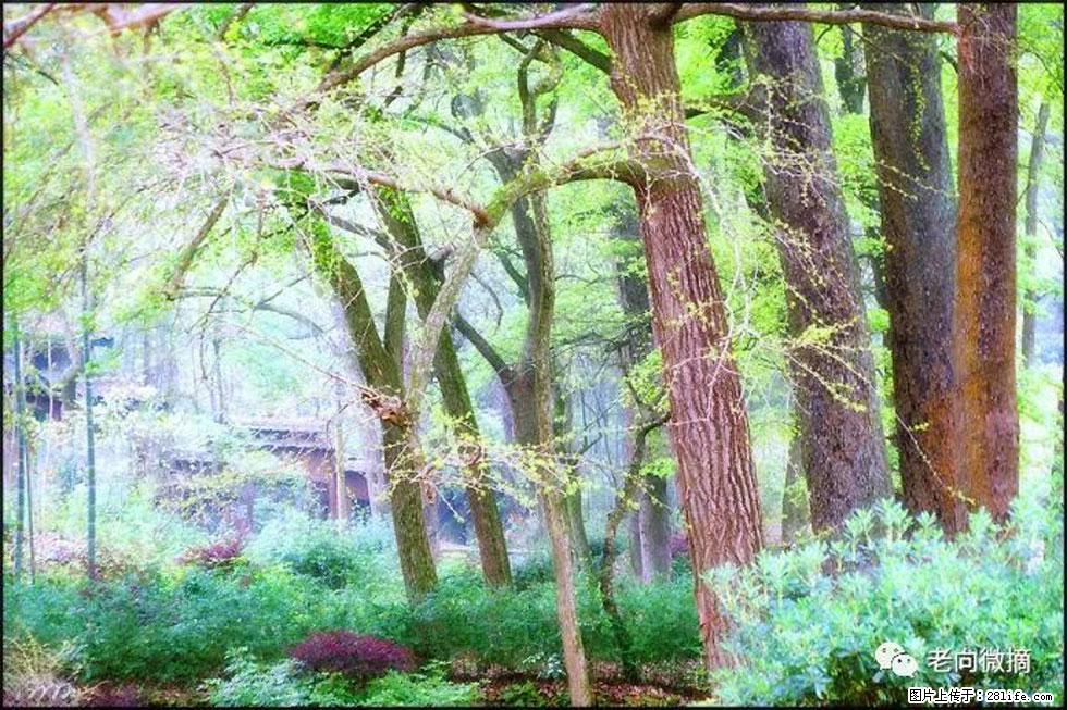 【春天，广西桂林灌阳县向您发出邀请！】在小龙村与春天约会 - 游山玩水 - 西双版纳生活社区 - 西双版纳28生活网 bn.28life.com