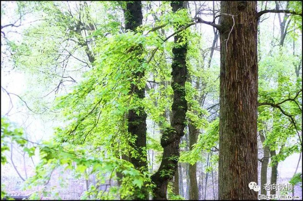 【春天，广西桂林灌阳县向您发出邀请！】在小龙村与春天约会 - 游山玩水 - 西双版纳生活社区 - 西双版纳28生活网 bn.28life.com