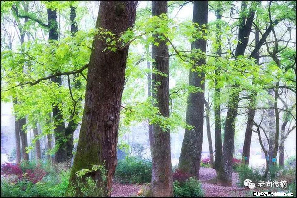 【春天，广西桂林灌阳县向您发出邀请！】在小龙村与春天约会 - 游山玩水 - 西双版纳生活社区 - 西双版纳28生活网 bn.28life.com