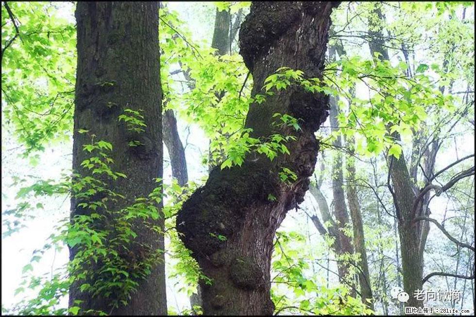 【春天，广西桂林灌阳县向您发出邀请！】在小龙村与春天约会 - 游山玩水 - 西双版纳生活社区 - 西双版纳28生活网 bn.28life.com