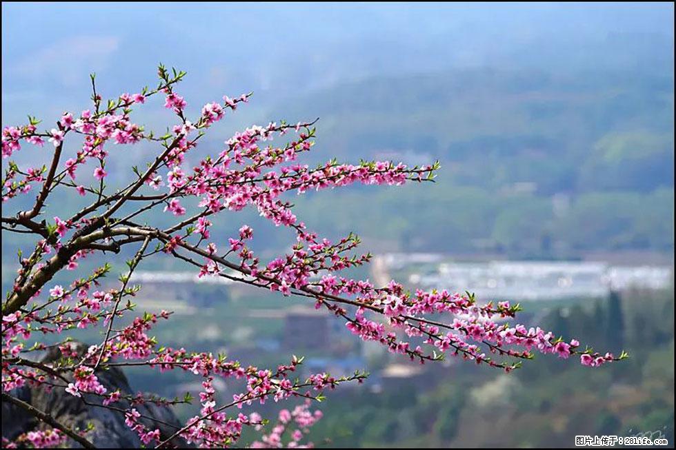 【春天,广西桂林灌阳县向您发出邀请!】望月岭上桃花开 - 游山玩水 - 西双版纳生活社区 - 西双版纳28生活网 bn.28life.com