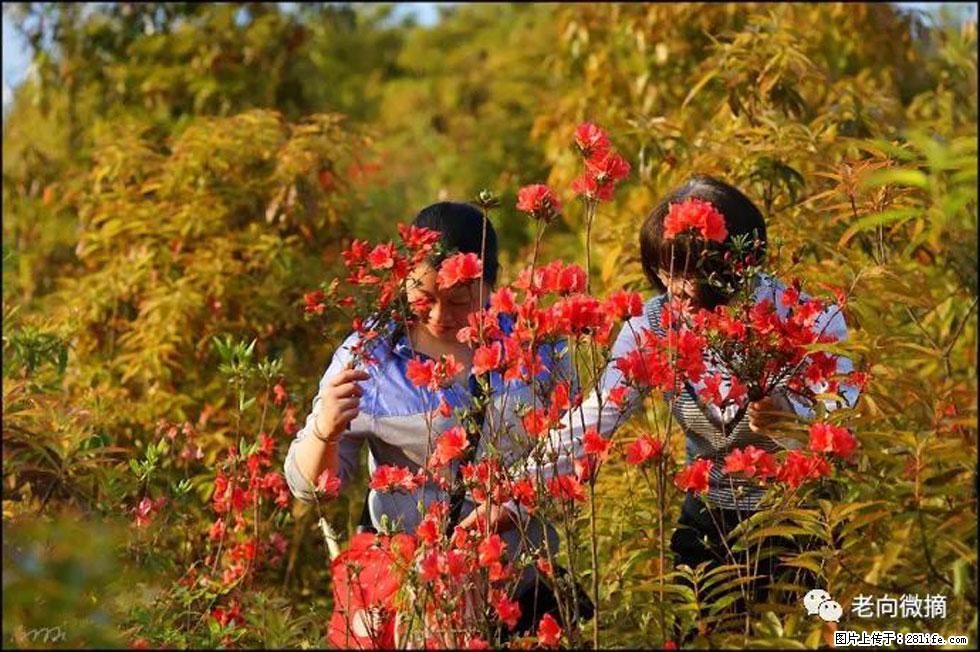 【春天,广西桂林灌阳县向您发出邀请!】登麒麟山,相约映山红 - 游山玩水 - 西双版纳生活社区 - 西双版纳28生活网 bn.28life.com