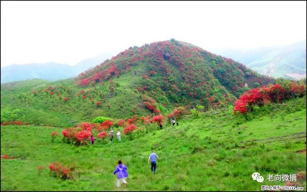 【春天,广西桂林灌阳县向您发出邀请!】宝盖山上映山红 - 游山玩水 - 西双版纳生活社区 - 西双版纳28生活网 bn.28life.com