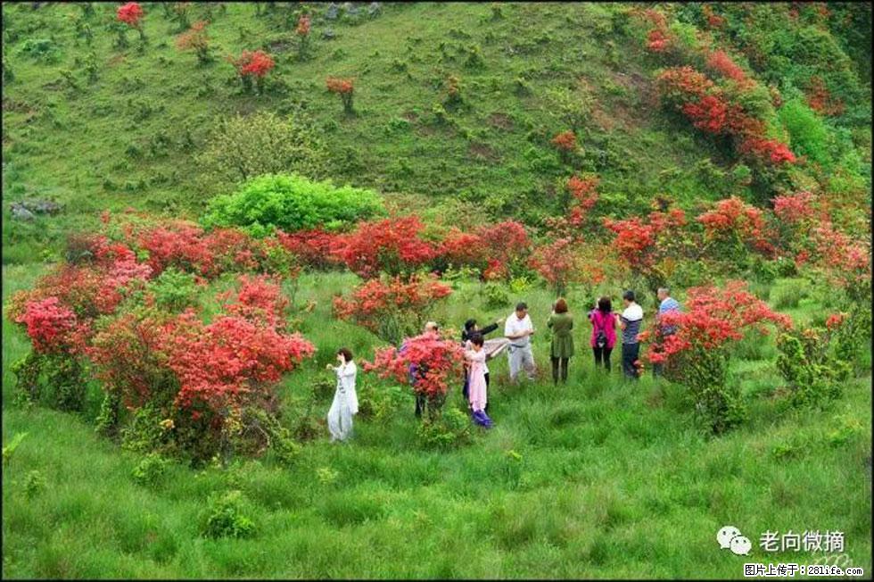 【春天,广西桂林灌阳县向您发出邀请!】宝盖山上映山红 - 游山玩水 - 西双版纳生活社区 - 西双版纳28生活网 bn.28life.com