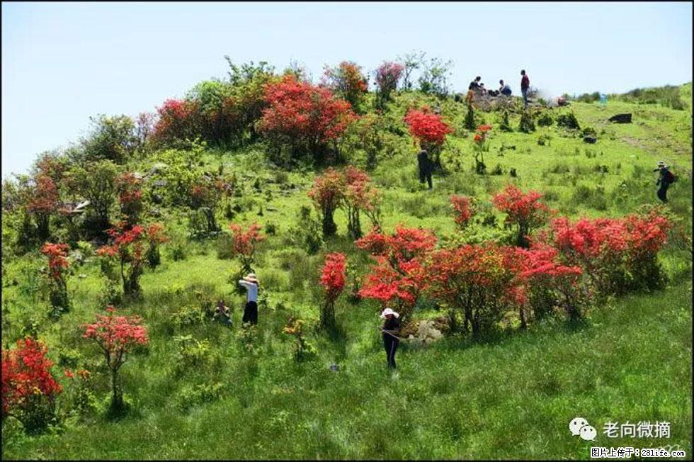 【春天,广西桂林灌阳县向您发出邀请!】宝盖山上映山红 - 游山玩水 - 西双版纳生活社区 - 西双版纳28生活网 bn.28life.com