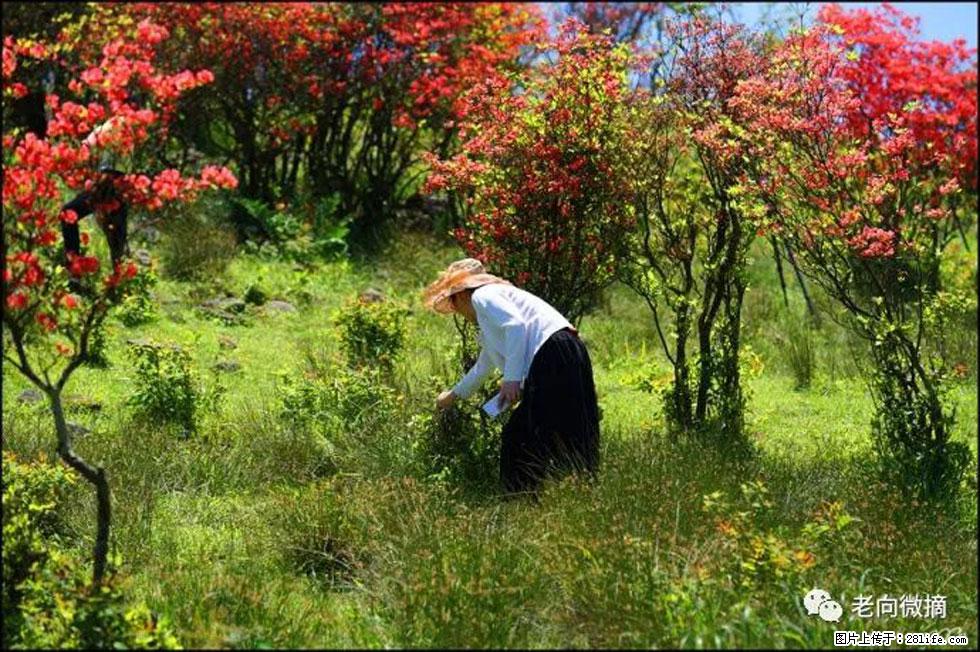 【春天,广西桂林灌阳县向您发出邀请!】宝盖山上映山红 - 游山玩水 - 西双版纳生活社区 - 西双版纳28生活网 bn.28life.com