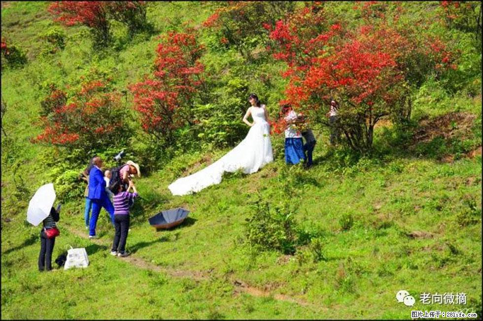 【春天,广西桂林灌阳县向您发出邀请!】宝盖山上映山红 - 游山玩水 - 西双版纳生活社区 - 西双版纳28生活网 bn.28life.com