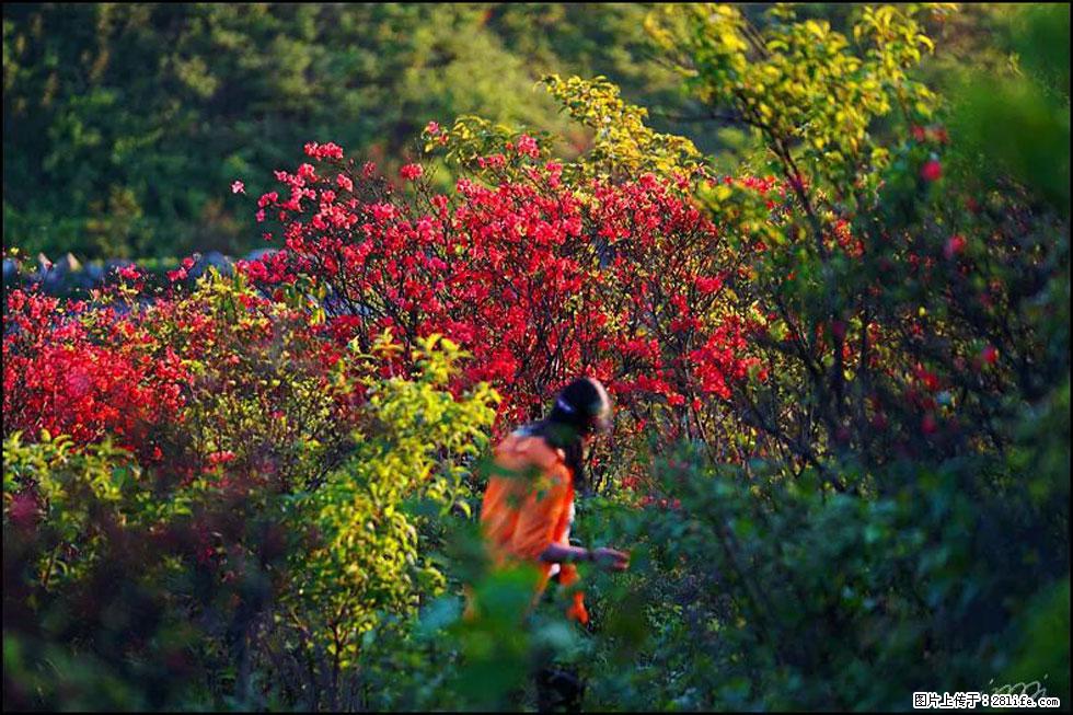 【春天,广西桂林灌阳县向您发出邀请!】春木界上映山红 - 游山玩水 - 西双版纳生活社区 - 西双版纳28生活网 bn.28life.com