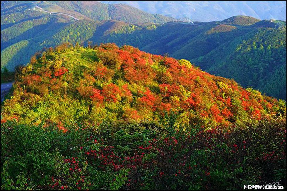 【春天,广西桂林灌阳县向您发出邀请!】春木界上映山红 - 游山玩水 - 西双版纳生活社区 - 西双版纳28生活网 bn.28life.com
