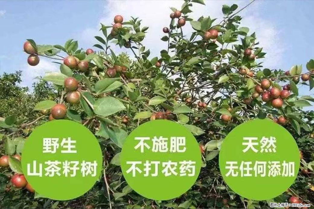 【灌阳县油茶产业示范区】一个有着充实的精神生活的人，对待身外之物自会有一种淡泊的态度 - 美食天地 - 西双版纳生活社区 - 西双版纳28生活网 bn.28life.com