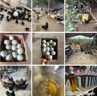 油茶园从小鸡仔开始养起的纯土鸡、土鸡蛋可以预定啦!还有前几天刚榨的纯山茶油哦 - 西双版纳28生活网 bn.28life.com
