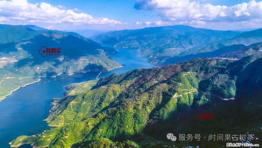 时间果百年古树龙珠普洱生茶 - 购物交流 - 西双版纳生活社区 - 西双版纳28生活网 bn.28life.com