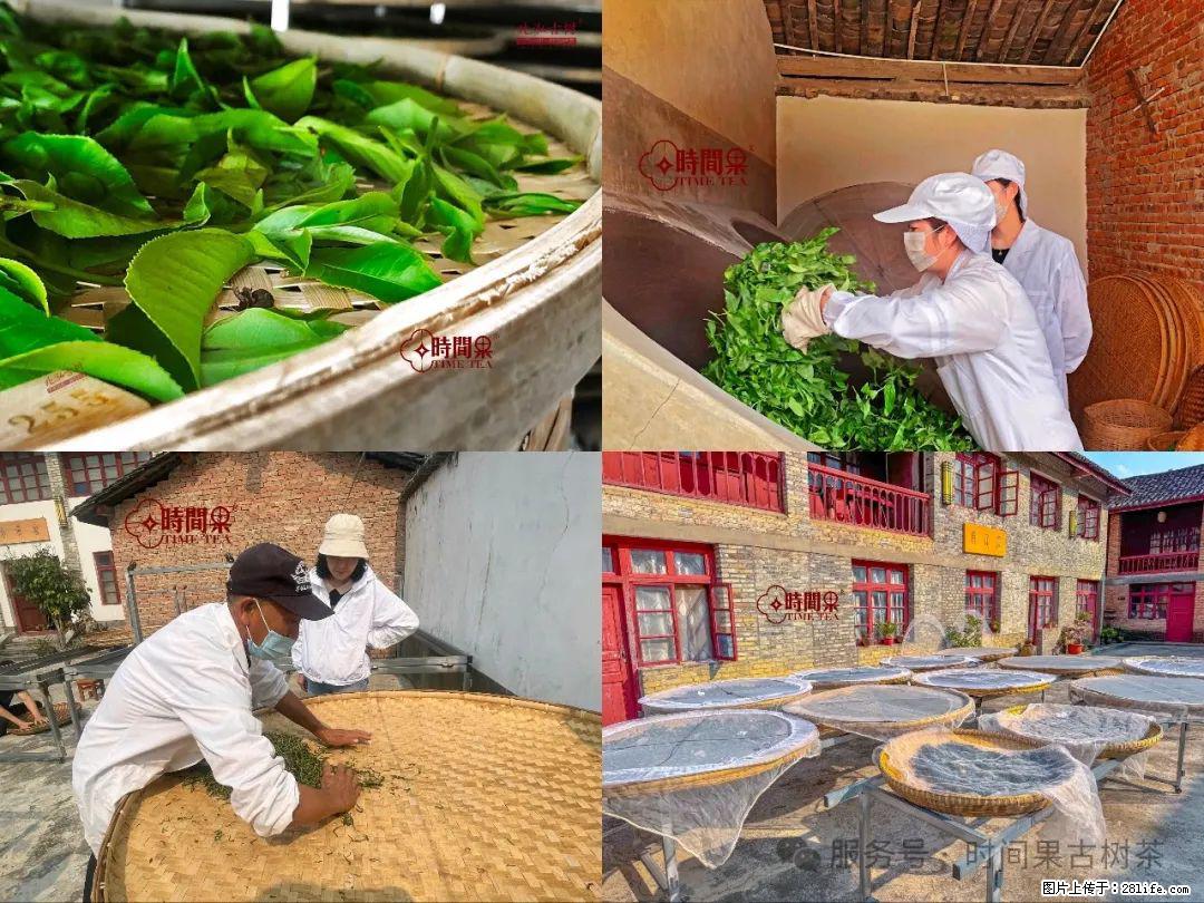 时间果百年古树龙珠普洱生茶 - 购物交流 - 西双版纳生活社区 - 西双版纳28生活网 bn.28life.com