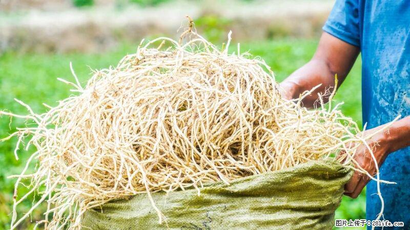 堪称“最难吃”的蔬菜，却是 “抗辐射神器”，还能护肺、清热、止咳化痰！ - 西双版纳生活资讯 - 西双版纳28生活网 bn.28life.com