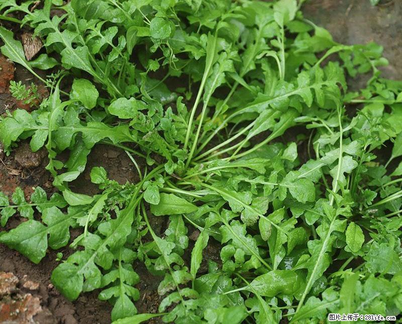 这些蔬菜是“天然钙片”，这6种被医生重点推荐 - 西双版纳生活资讯 - 西双版纳28生活网 bn.28life.com