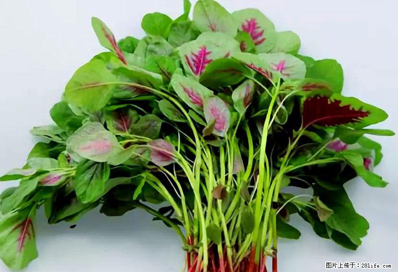 这些蔬菜是“天然钙片”，这6种被医生重点推荐 - 西双版纳生活资讯 - 西双版纳28生活网 bn.28life.com