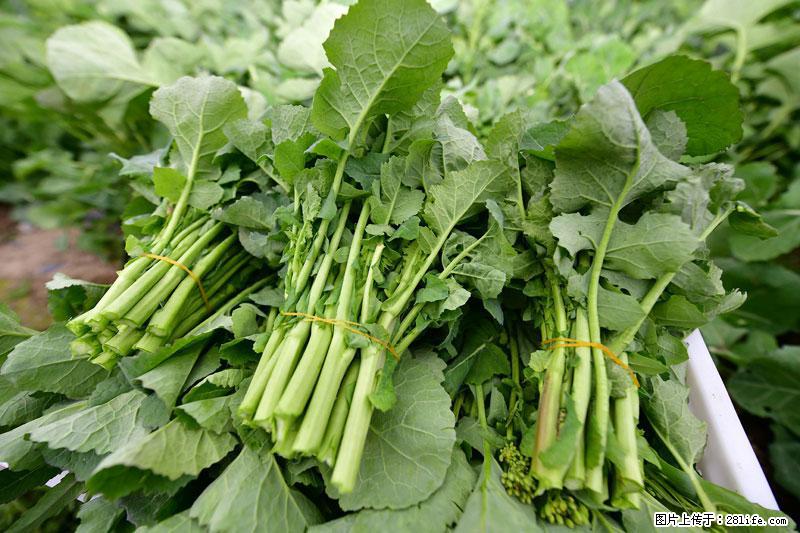 这些蔬菜是“天然钙片”，这6种被医生重点推荐 - 西双版纳生活资讯 - 西双版纳28生活网 bn.28life.com